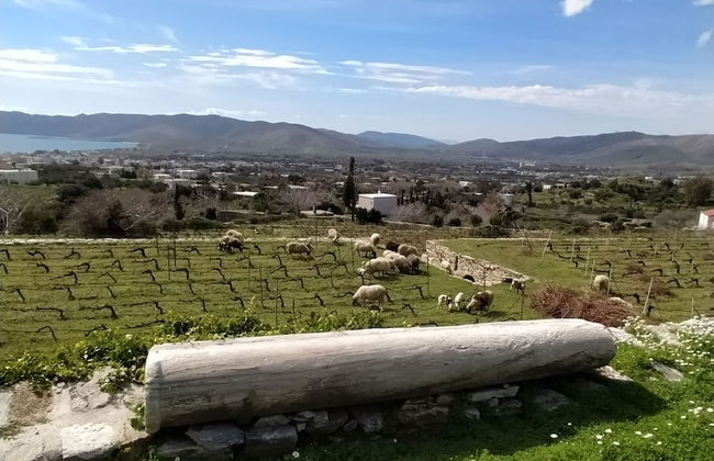 Montofoli Wine Estate - Foto 43
