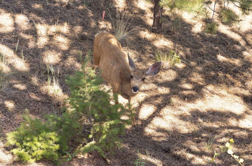 Photo 35 - Lazy Bear Lodge on 5 Acres w/ Mountain Views