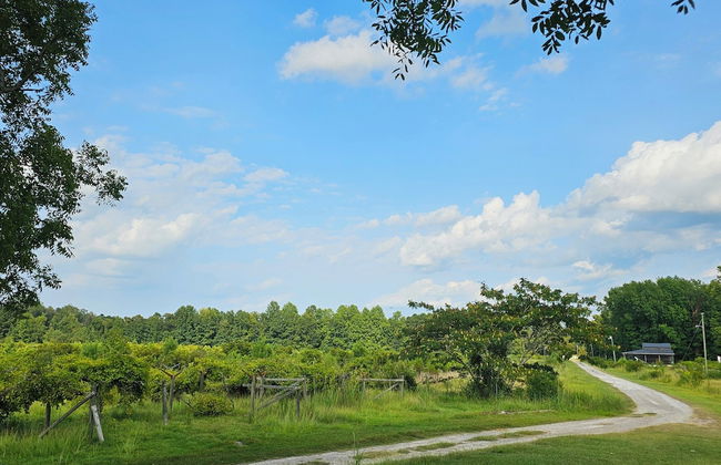 Phoenix Farms Vineyard - Photo 26