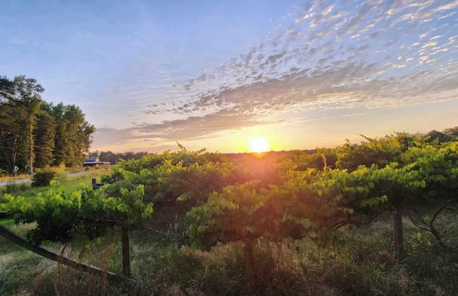 Phoenix Farms Vineyard - Photo 15