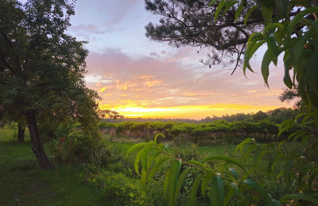 Phoenix Farms Vineyard - Photo 25