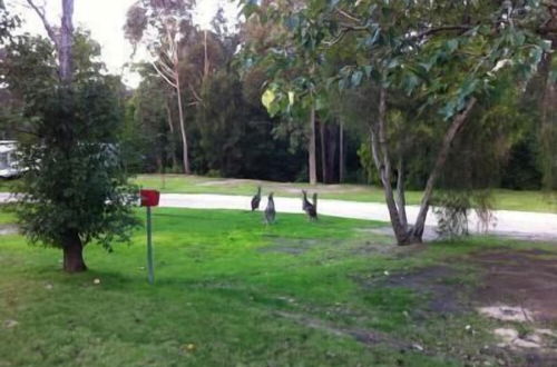 Foto 45 - Mallacoota's Shady Gully Caravan Park