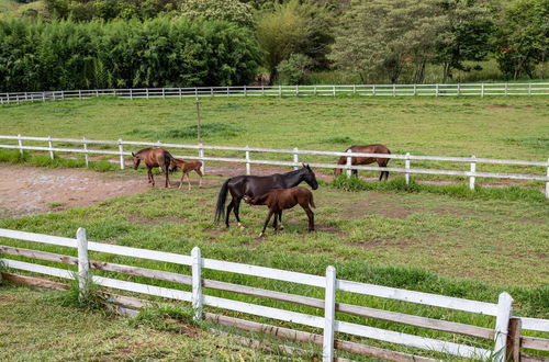 Foto 59 - Farm in Pouso Alto MG Tranquility and Comfort