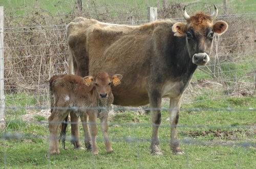 Photo 30 - Ferme du Caroire