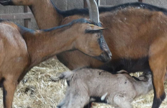 Ferme du Caroire - Foto 26
