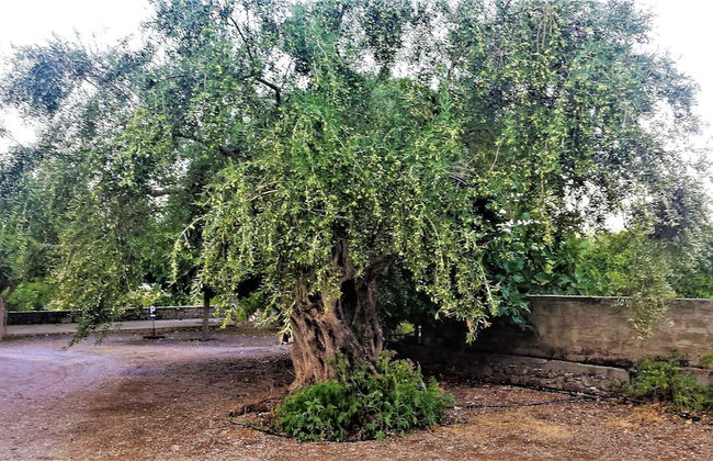 Manto - Foto 44