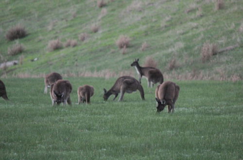 Photo 14 - The Farmhouse Yallingup