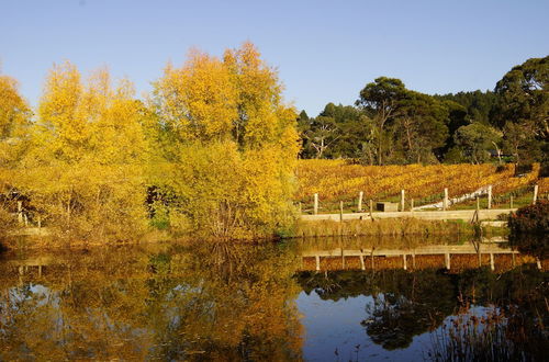 Foto 43 - Gisborne Peak Winery Cottages