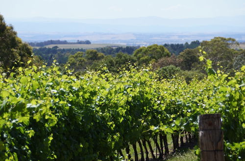 Photo 34 - Gisborne Peak Winery Cottages