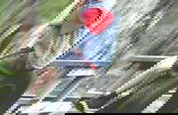 Gumleaves Bush Holidays - Foto 7