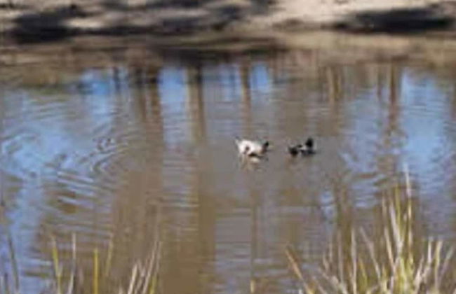 Gumleaves Bush Holidays - Foto 13