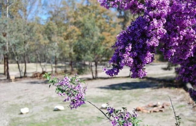 Gumleaves Bush Holidays - Foto 9