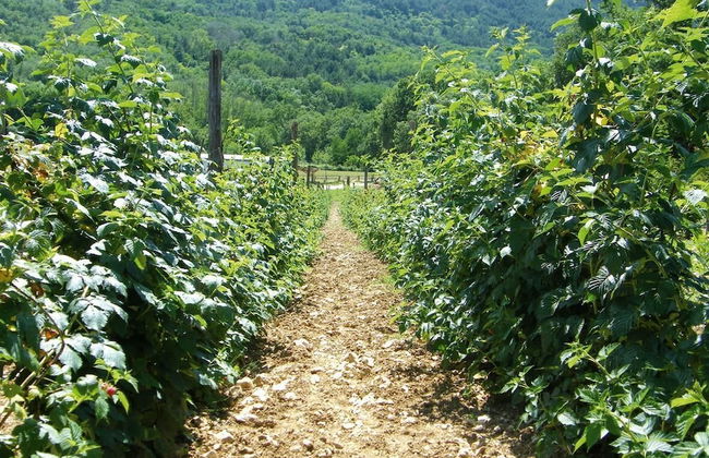 Fattoria Antica Forconia - Foto 21