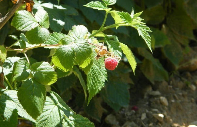 Fattoria Antica Forconia - Foto 23