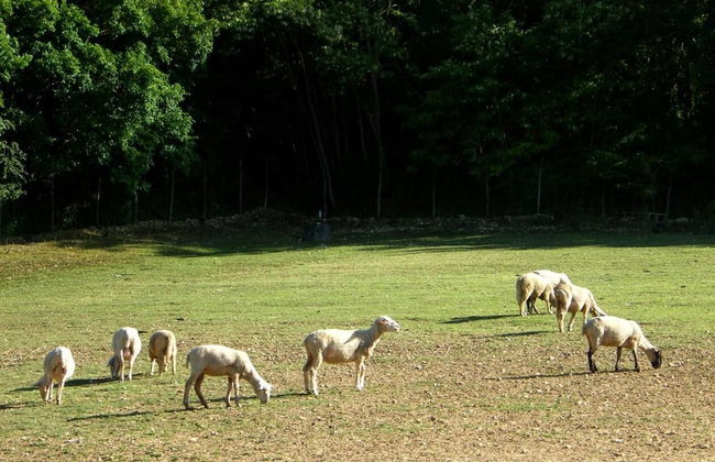 Fattoria Antica Forconia - Foto 16