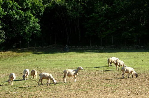 Photo 16 - Fattoria Antica Forconia