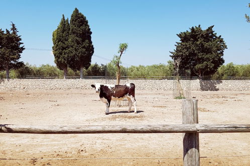 Photo 49 - Masseria Prosperi