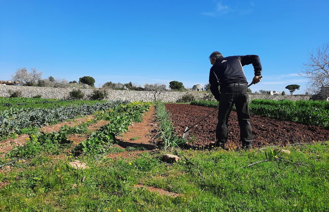 Masseria San Cosimo - Foto 14
