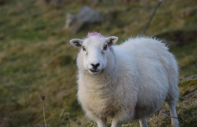 Pod Beag Beside the Sea, Isle of Eriskay - Foto 11