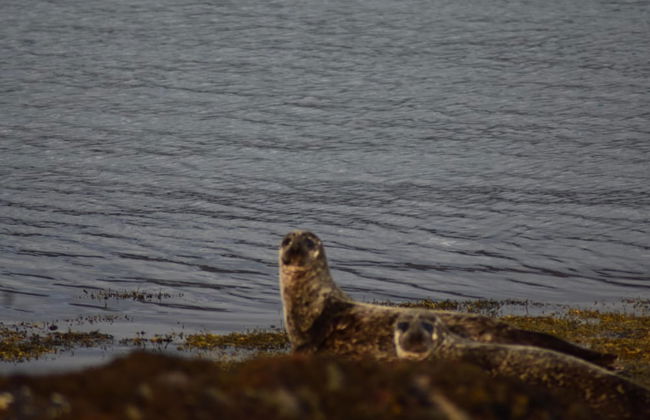 Pod Beag Beside the Sea, Isle of Eriskay - Foto 14