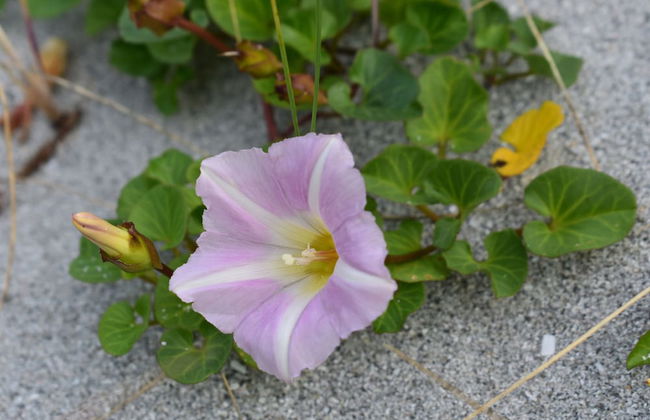 Pod Beag Beside the Sea, Isle of Eriskay - Foto 21