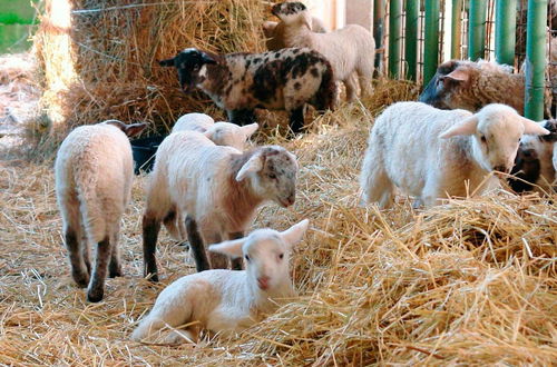 Photo 26 - Fattoria Giunasco