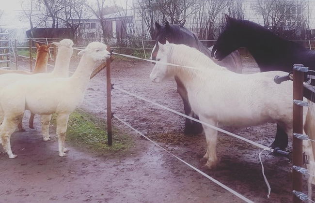 Naturhof Usedom - Foto 51