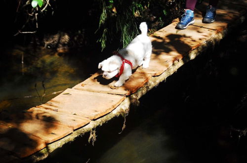 Photo 72 - Fazenda Rio Grande