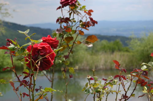 Photo 9 - 3 Rooms Flat in a Green Tuscany Valley