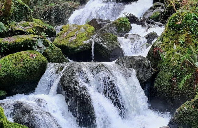 El Bosque de las Viñas - Foto 53