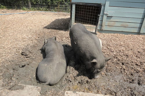 Photo 75 - Willow Court Farm