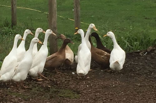 Photo 76 - Willow Court Farm