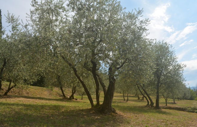 Podere delle Fanciulle - Foto 43