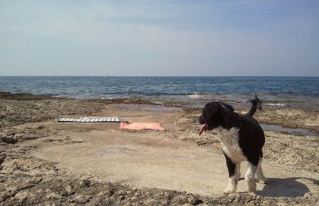 Peaceful House Only 900m From the sea With Swimming Pool, Bbq, Wifi, Airco - Foto 29