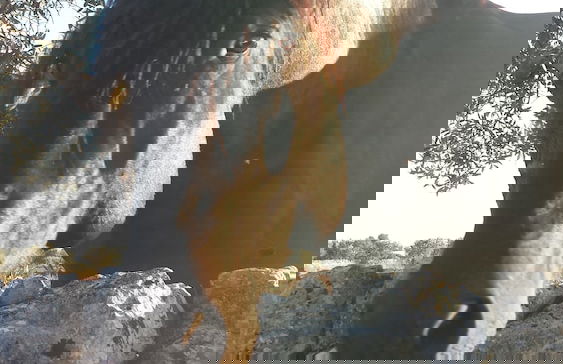 Masseria Gianca - Foto 18