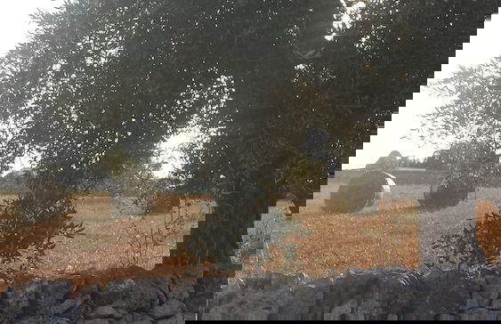 Masseria Gianca - Foto 37