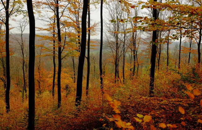 Seeblick-flucht in Langscheid - Foto 40