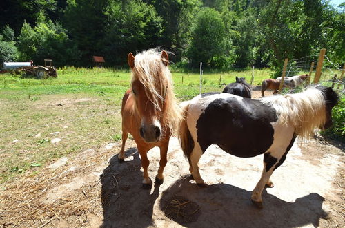 Photo 13 - Farm Situated Next to the Kellerwaldnational Park