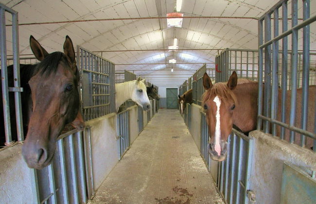Farmhouse With Stables, Horses and the Ability to Make Horseback Riding - Foto 78