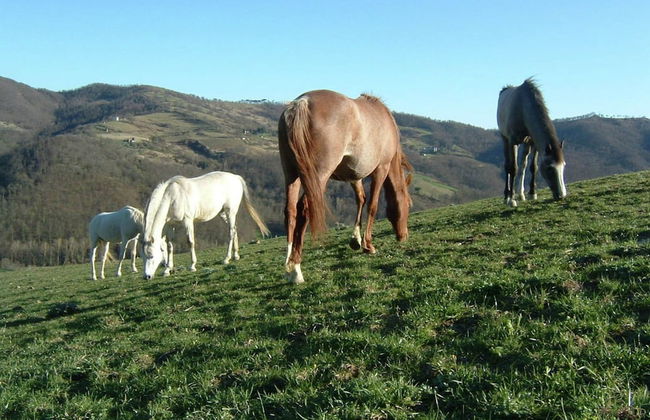 Farmhouse With Stables, Horses and the Ability to Make Horseback Riding - Foto 76