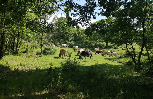 Agriturismo Terra Nostra - Foto 21