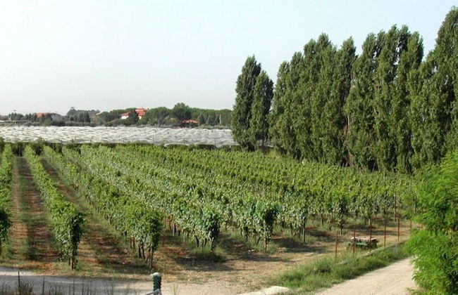 Masseria La Morella - Foto 52