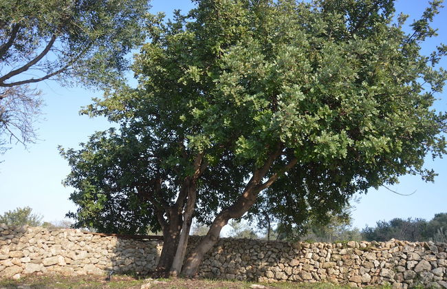 TerraMater - Foto 13