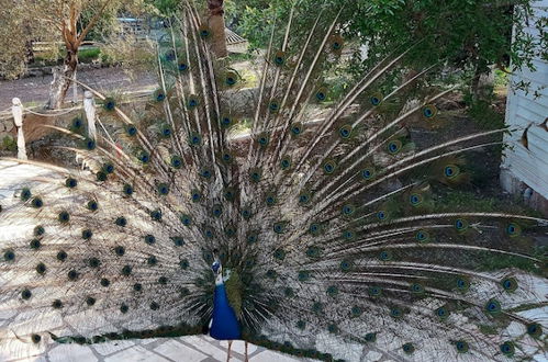 Photo 45 - Olympos Angels Garden