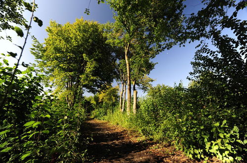 Foto 32 - Feriendorf Waldbrunn