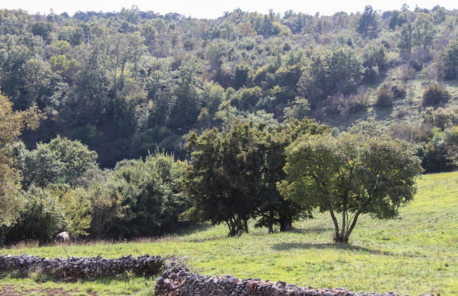 Arton Villa in the Heart of Istria - Foto 27
