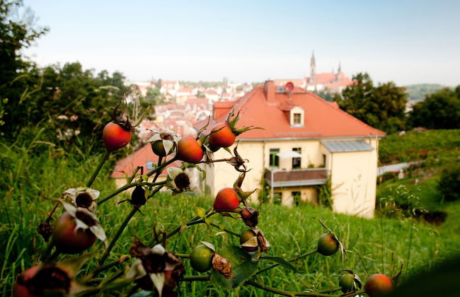 Rebenhaus Meißen - Foto 40