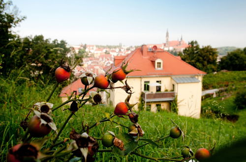 Foto 40 - Rebenhaus Meißen