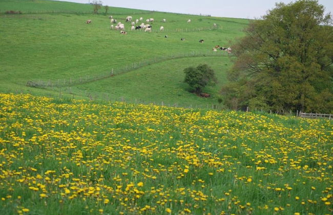 Holiday Home in Houffalize Near Nisramont - Foto 35