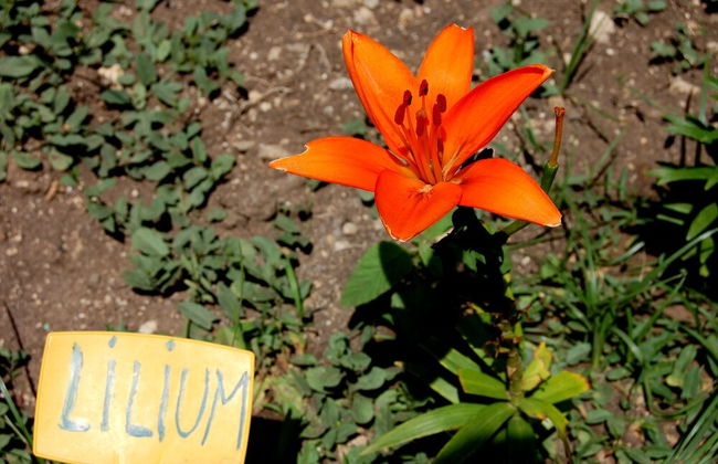 Il Giardino del sole - Foto 41